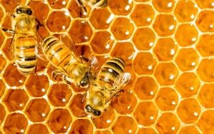 Beekeeping Products